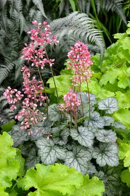‘Little Peppermint™ Sweet Tart’ Żurawka Heuchera