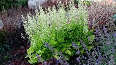 ‘Rex™ Lime’ Żurawka Heuchera