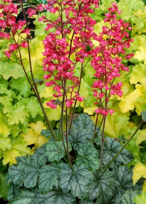 ‘Paris’ Żurawka Heuchera