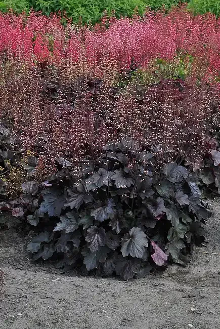 ‘Rex™ Black’ Żurawka Heuchera