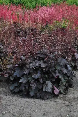 ‘Rex™ Black’ Żurawka Heuchera