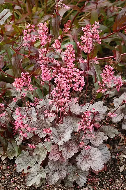‘Milan’ Żurawka Heuchera