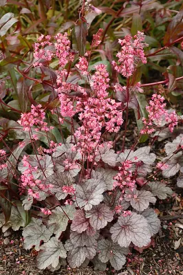 ‘Milan’ Żurawka Heuchera