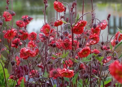 'Flames of Passion' Kuklik czerwony Geum