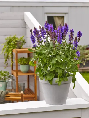 'Marvel Dark Blue' Szałwia omszona Salvia nemorosa