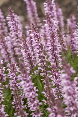 'Feathers Flamingo' Szałwia omszona Salvia nemorosa
