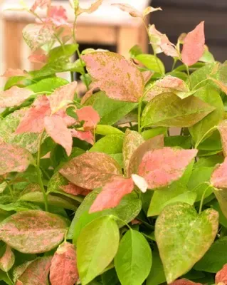 'Flamingo' Borówka amerykańska Vaccinium corymbosum