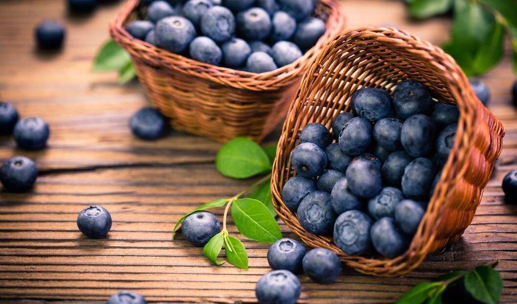 'Nelson' Borówka amerykańska Vaccinium corymbosum