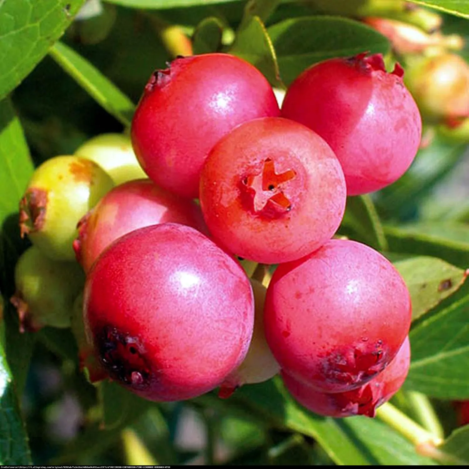 'Pink Lemonade' Borówka amerykańska Vaccinium corymbosum