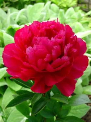 'Kansas' Piwonia chińska Paeonia lactiflora