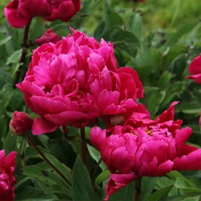 'Karl Rosenfield' Piwonia chińska Paeonia lactiflora