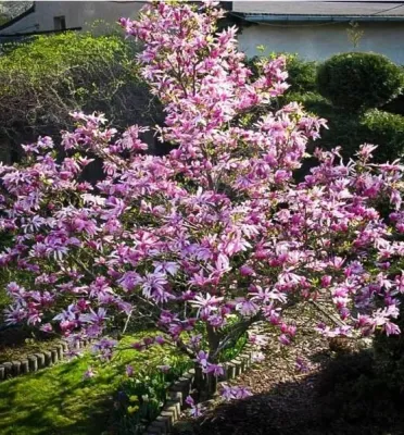 'Betty' Magnolia 'Betty' Magnolia