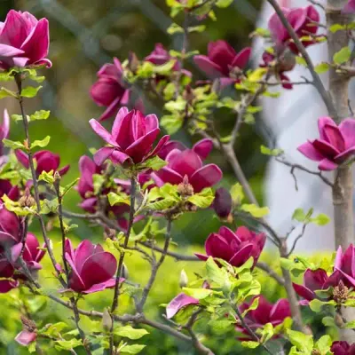 'Cleopatra' Magnolia różowa 'Cleopatra' Magnolia różowa