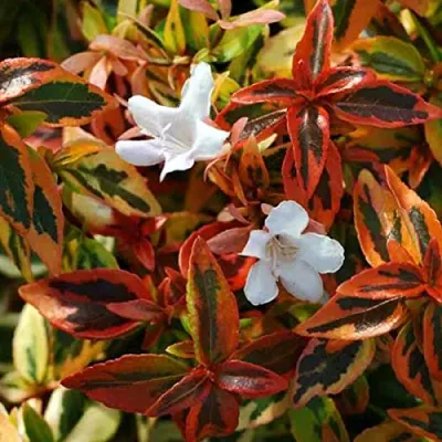 'Kaleidoscope' Abelia chińska Abelia chinensis