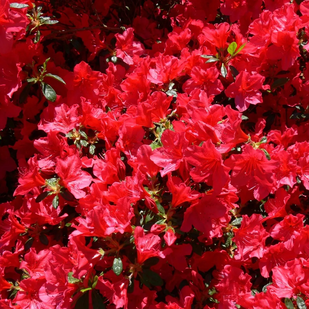 'Evita' Azalia japońska Azalea japonica