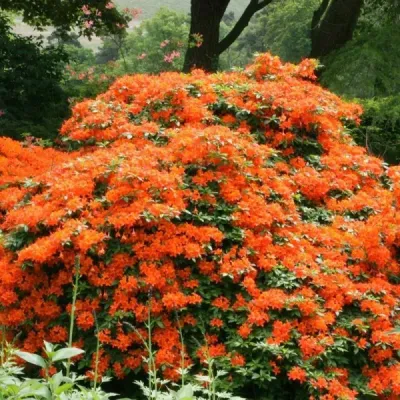 'Orange Beauty' Azalia japońska Azalea japonica