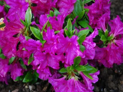 'Purpurtraum' Azalia japońska Azalea japonica