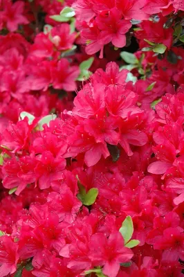 'Hino Crimson' Azalia japońska Azalea japonica