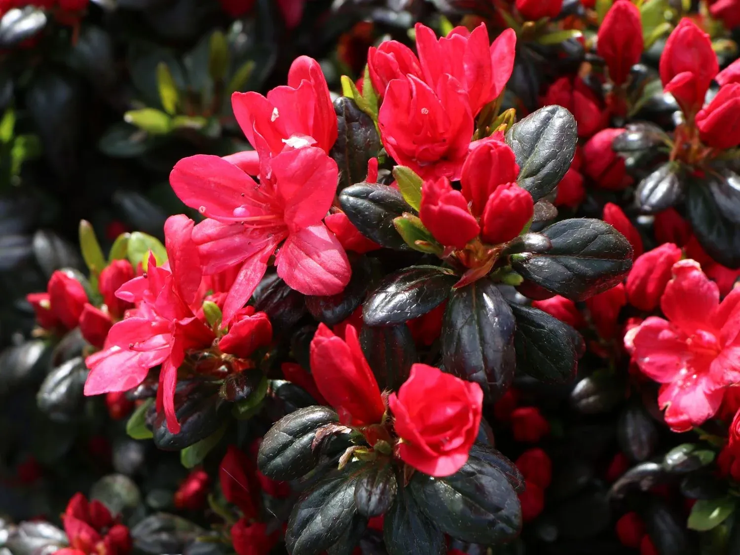 'Maruschka' Azalia japońska Azalea japonica