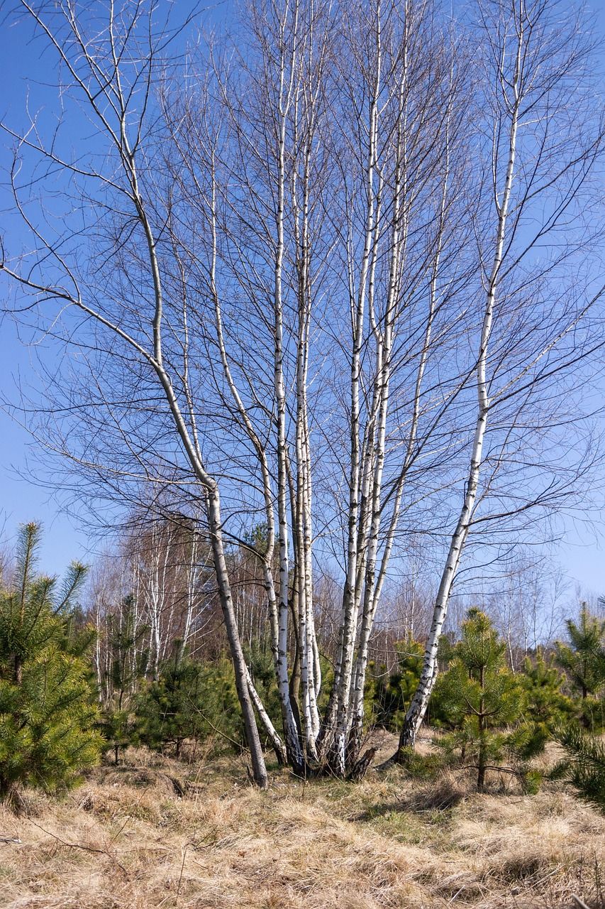 'Jacquemontii' Brzoza pożyteczna Betula utilis