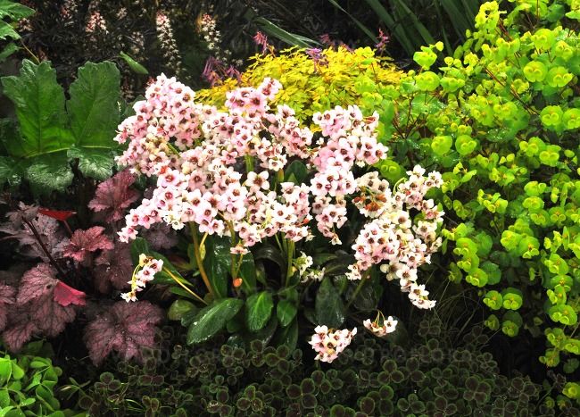 ’Dragonfly™ Angel Kiss’ Bergenia biała