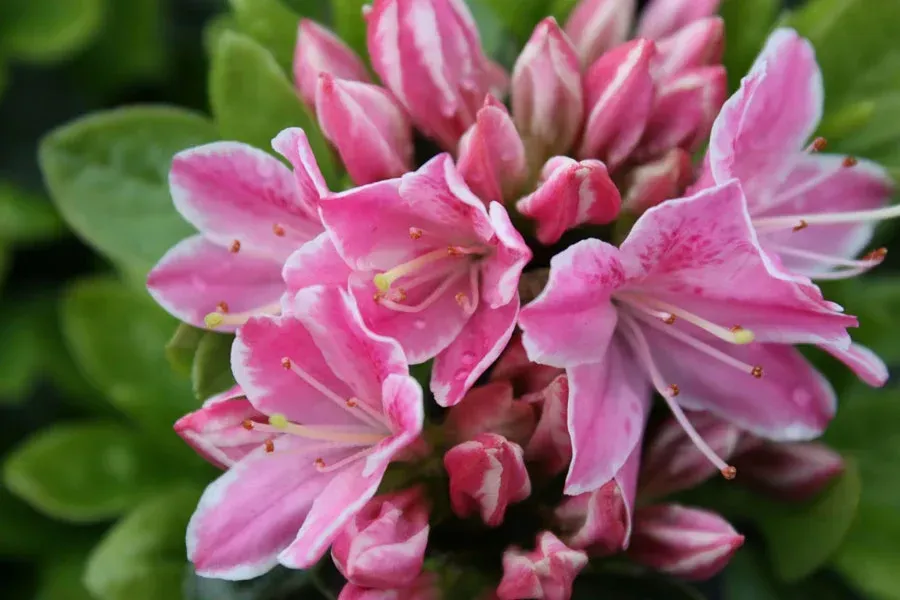 'Kermesina Rosé' Azalia japońska Azalea japonica
