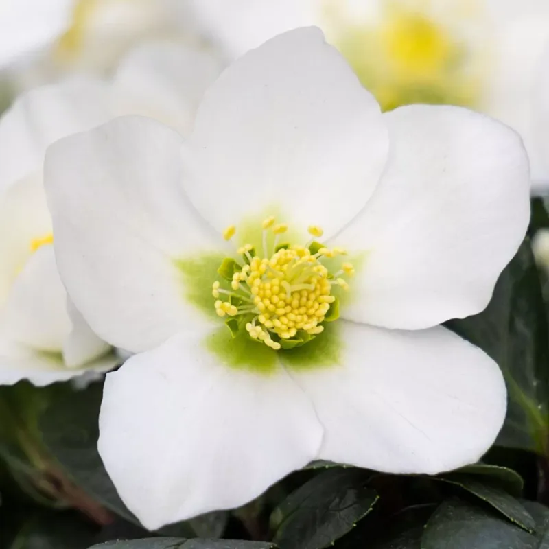 'Christmas Carol' Ciemiernik Helleborus