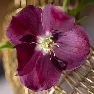 'Halcyon Early Dark Red' Ciemiernik wschodni Helleborus