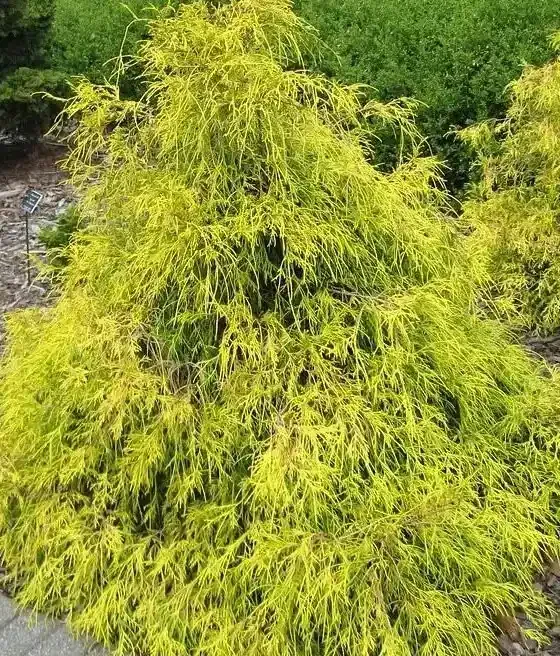 'Filifera Aurea' Cyprysik groszkowy Chamaecyparis