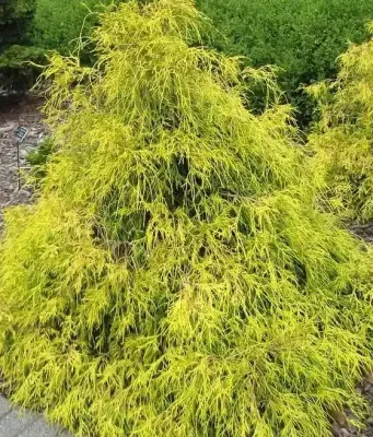 'Filifera Aurea' Cyprysik groszkowy Chamaecyparis