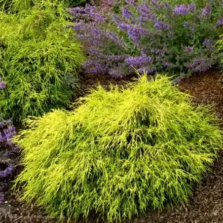 'Sungold' Cyprysik groszkowy Chamaecyparis