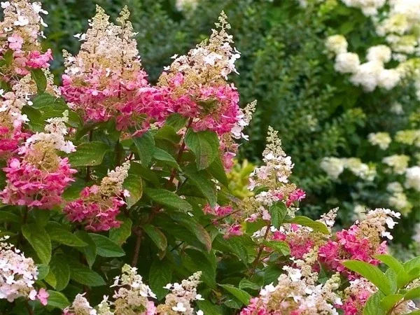 'Pink Diamond' Hortensja bukietowa Hydrangea paniculata
