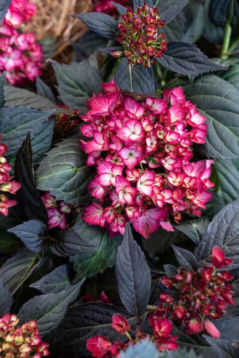 'Eclipse'®' Hortensja ogrodowa Hydrangea