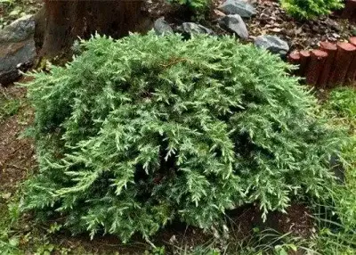 'Schlager' Jałowiec nadbrzeżny Juniperus conferta