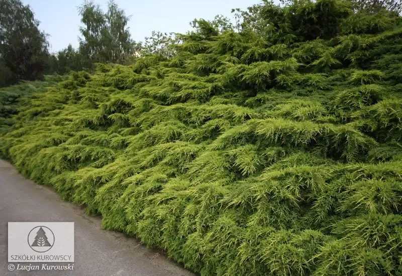 'Mordiagan Gold' Jałowiec Pfitzera Juniperus pfitzeriana