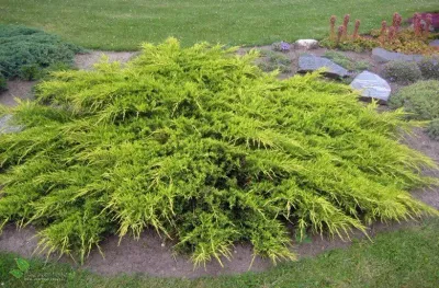 'Pfitzeriana Aurea' Jałowiec Pfitzera Juniperus pfitzeriana