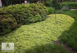 'Golden Carpet' Jałowiec płożący Juniperus horizontalis