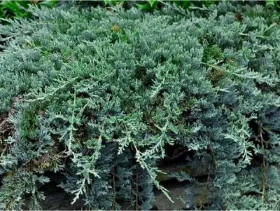 'Wiltonii' Jałowiec płożący Juniperus horizontalis