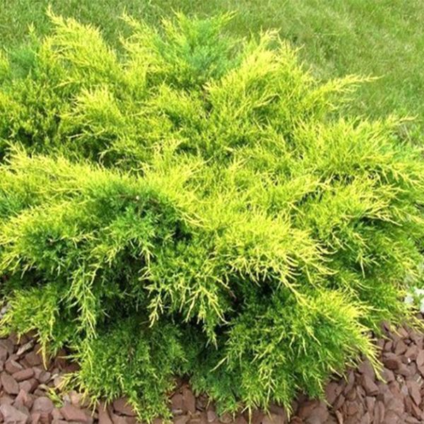 'Old gold' Jałowiec pfitzera Juniperus pfizeri