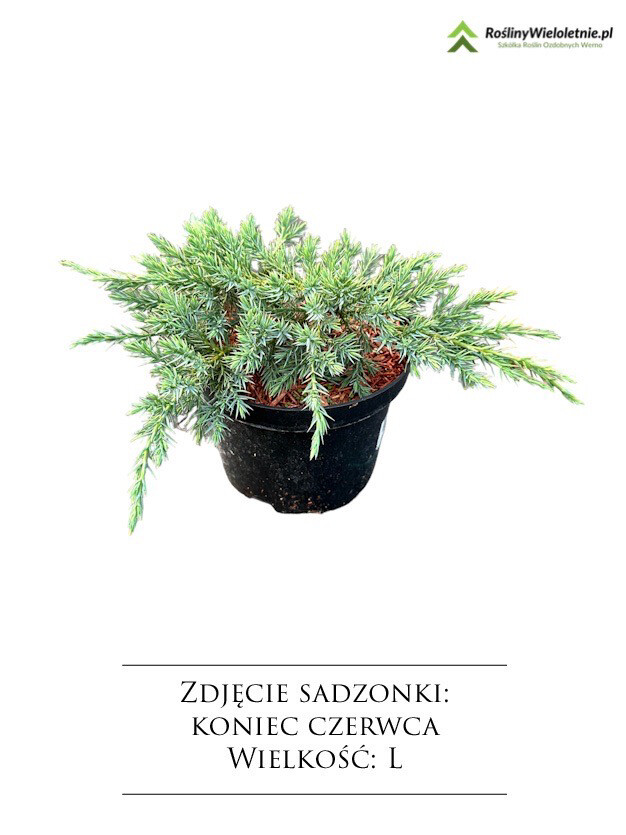 'Andorra Compact Variegata' Jałowiec płożący Juniperus horizontalis, Wielkość: Wielkość L (2L)