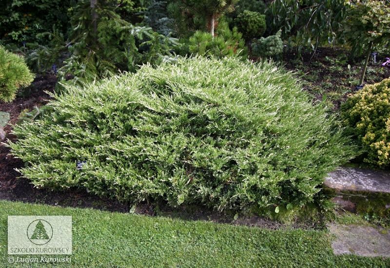 'Andorra Compact Variegata' Jałowiec płożący Juniperus horizontalis