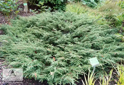 'Repanda' Jałowiec płożący Juniperus horizontalis