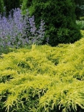 'Golden Joy' Jałowiec pośredni Juniperus media