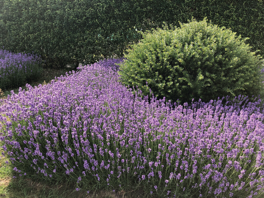 ’Hidcote' Lawenda Lavandula
