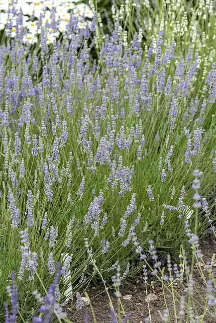 ’Provence'' Lawenda Lavandula