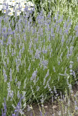 ’Provence'' Lawenda Lavandula