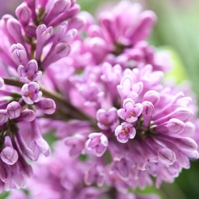 'Palibin' Lilak na pniu Meyera, Bez Syringa