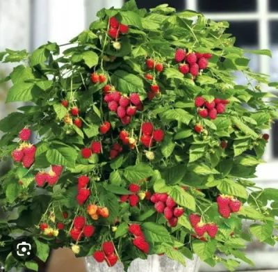 'BonBonBerry® 'Yummy' Malina Rubus ideaus