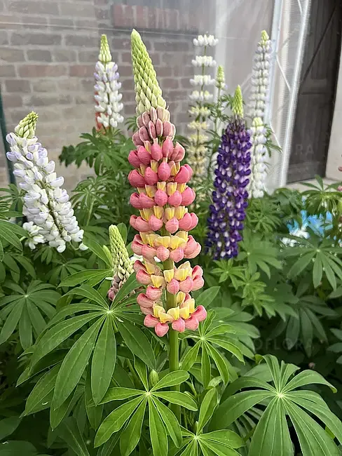 'Yellow/Orange' Łubin pomarańczowy Lupini Lupinus