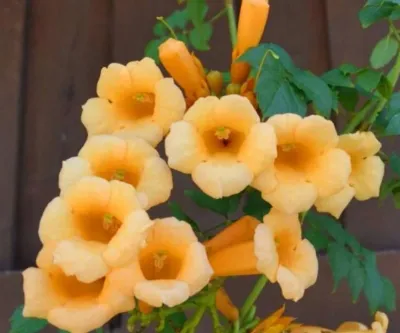 'Flava' Milin amerykański Campsis radicans